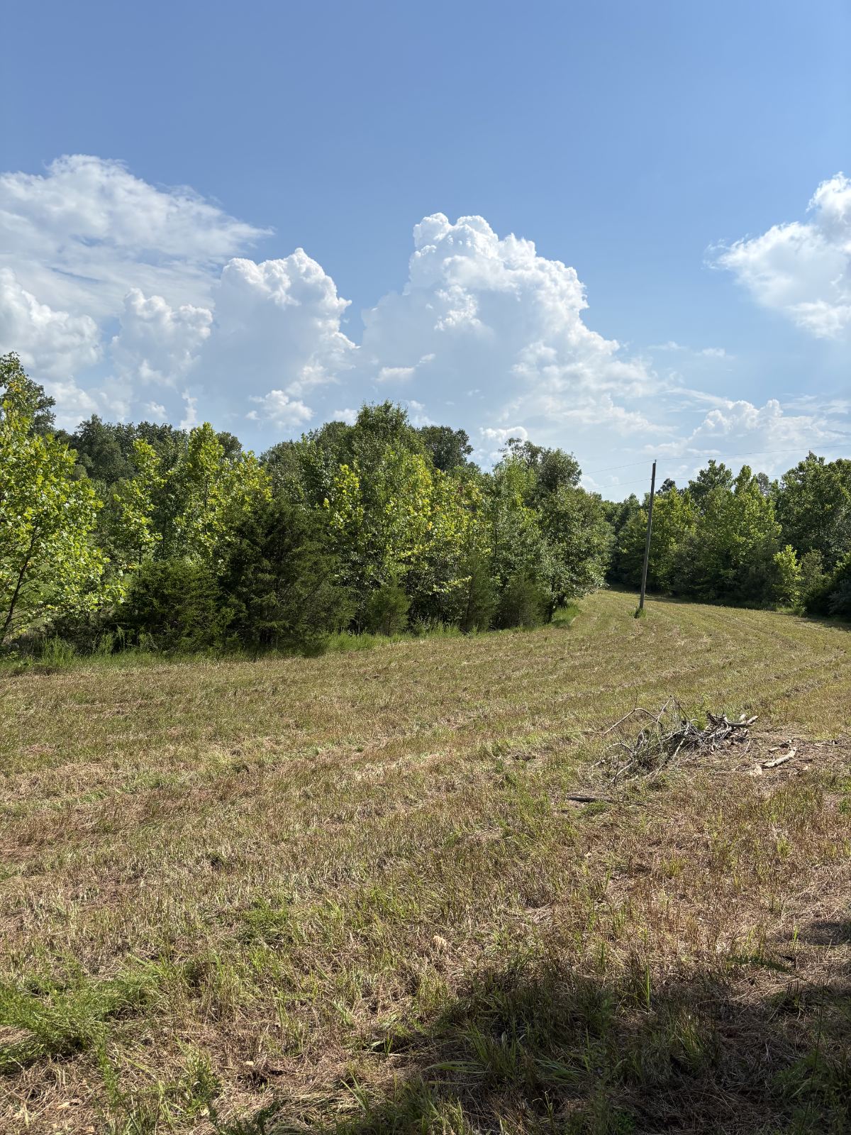 Before land clearing — a stand of cedars and brush crowding the edge of a field